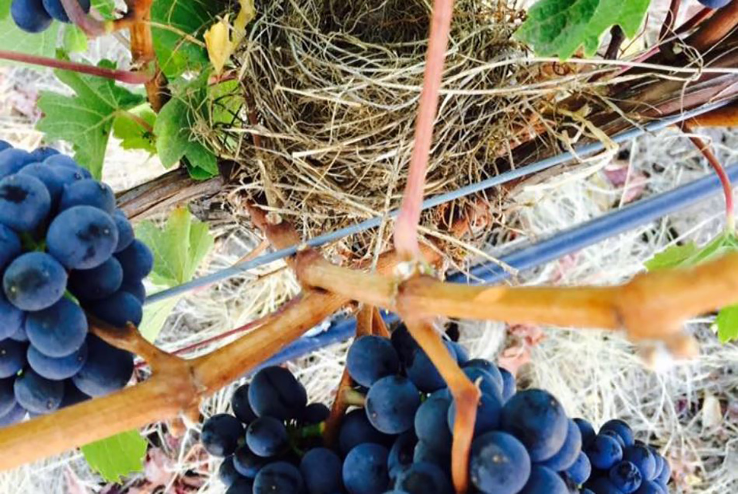 A bird's nest in Mad Violet's grape vine